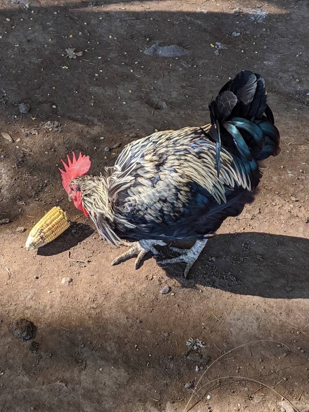 Fir Point Farms | bakery | 14601 Arndt Rd, Aurora, OR 97002, USA | 5036782455 OR +1 503-678-2455