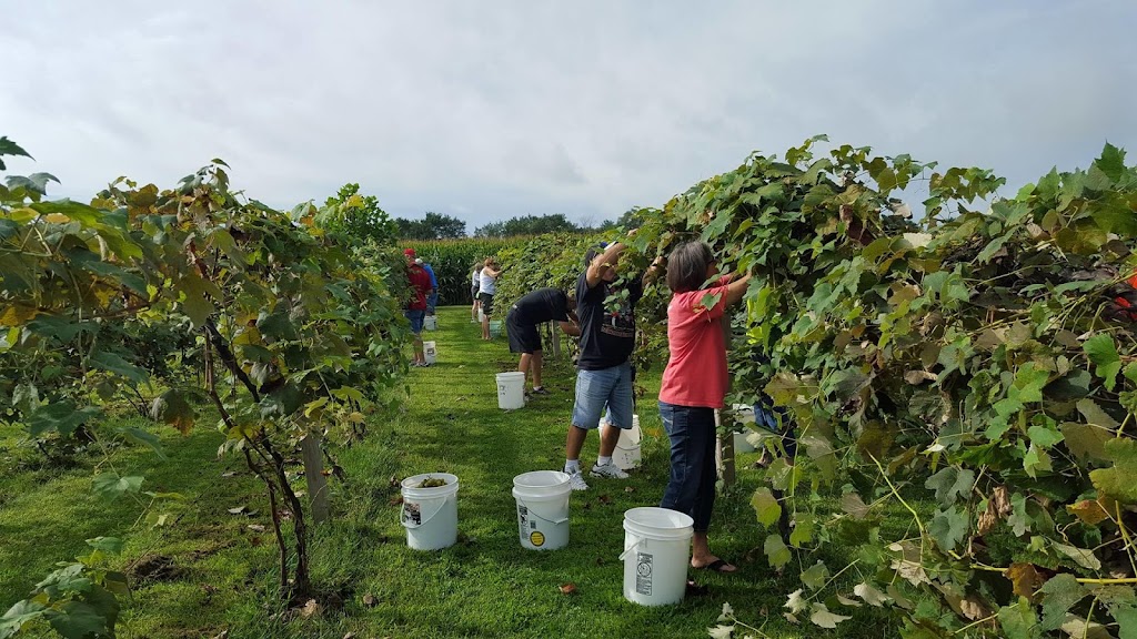 Lavender Crest Winery | restaurant | 5401 US-6, Colona, IL 61241, USA | 3099492565 OR +1 309-949-2565