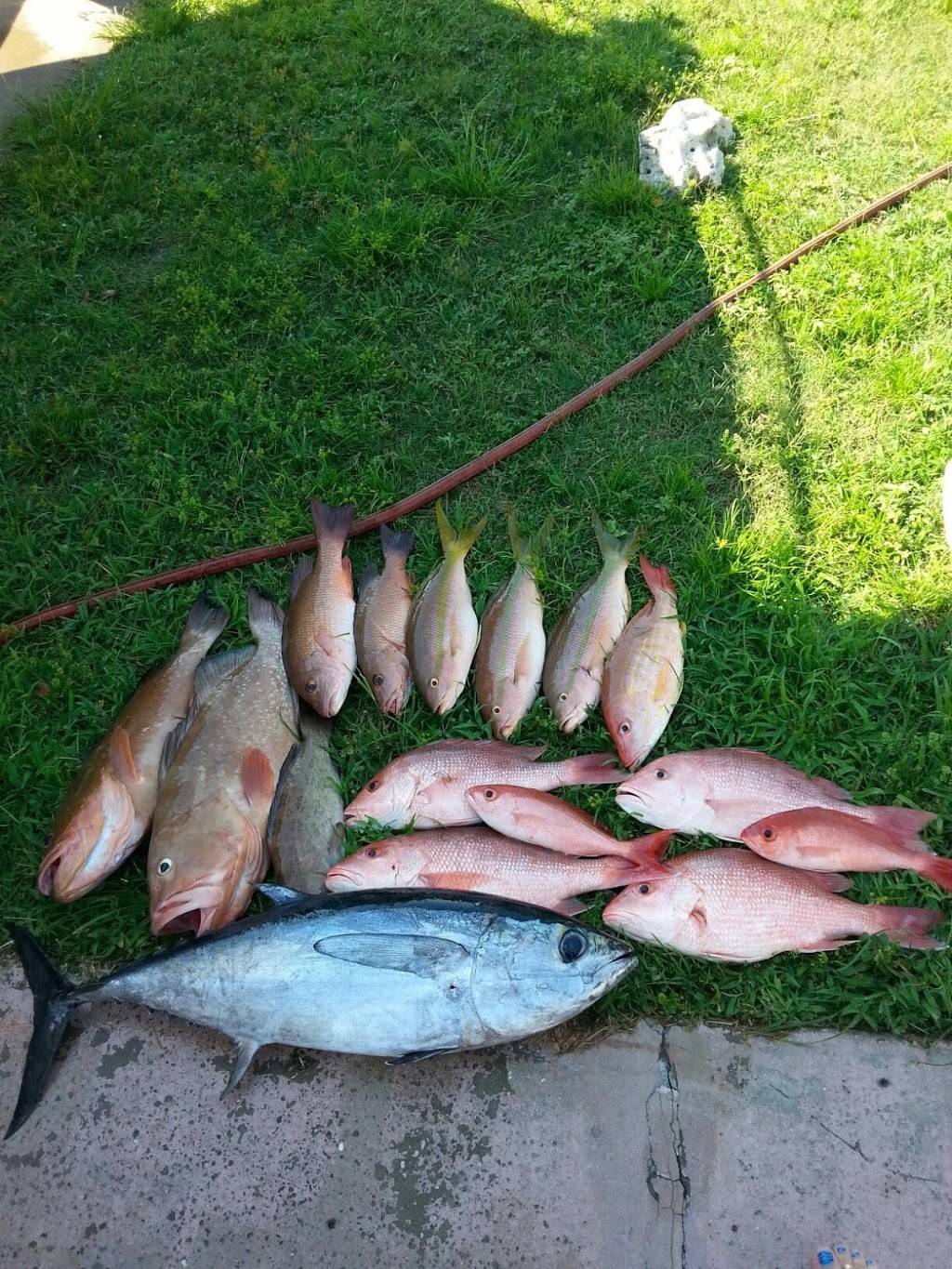 J & J Bait and Tackle Outfitters II | meal takeaway | 1234 Baillies Bluff Road, Holiday, FL 34691, USA | 7279407928 OR +1 727-940-7928