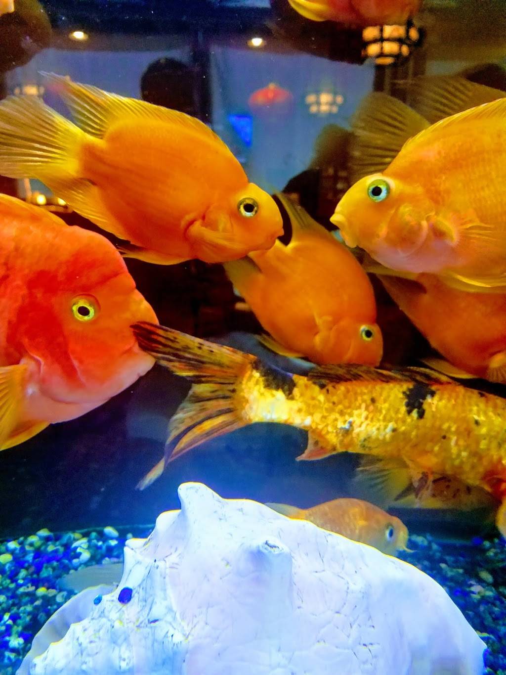 Kim San Chinese Restaurant | restaurant | 1519 S Broad St, Scottsboro, AL 35768, USA | 2562599000 OR +1 256-259-9000