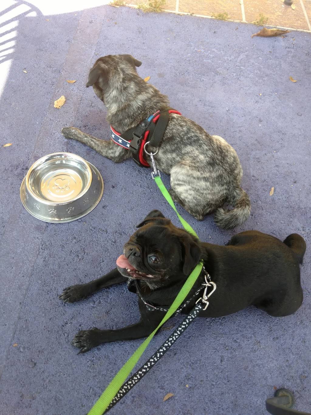 Serendipity Cafe | restaurant | 664 Main St, Dunedin, FL 34698, USA | 7274839233 OR +1 727-483-9233