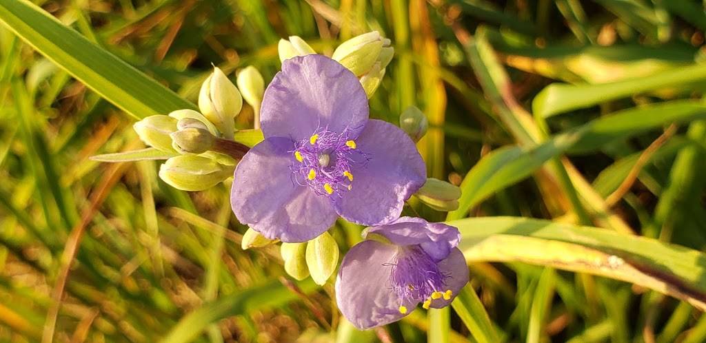 Waffle House | meal takeaway | 1811 Williams Dr, Marietta, GA 30066, USA | 7704282234 OR +1 770-428-2234