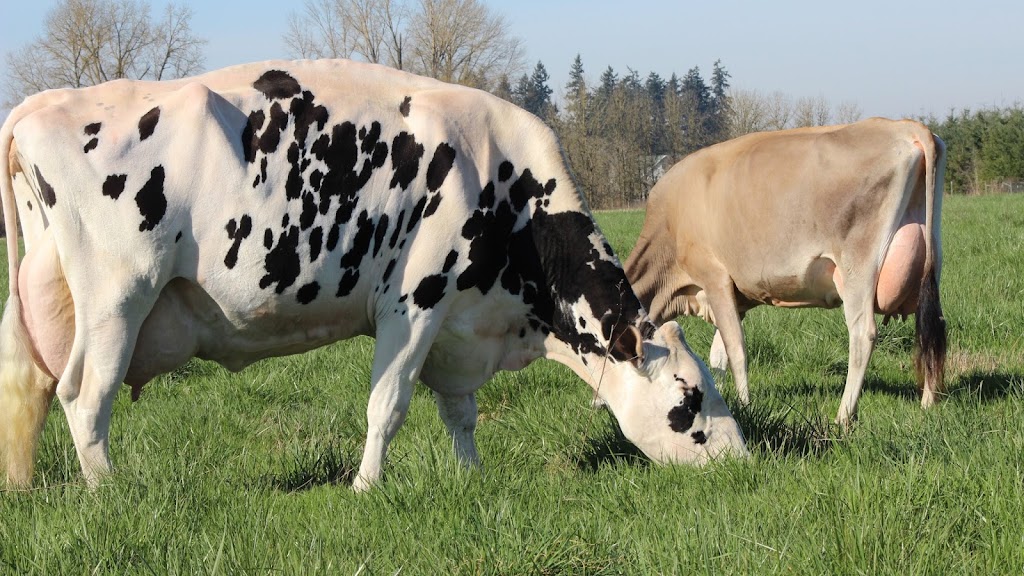 TMK Creamery | restaurant | 27221 S Dryland Rd, Canby, OR 97013, USA | 5036833397 OR +1 503-683-3397