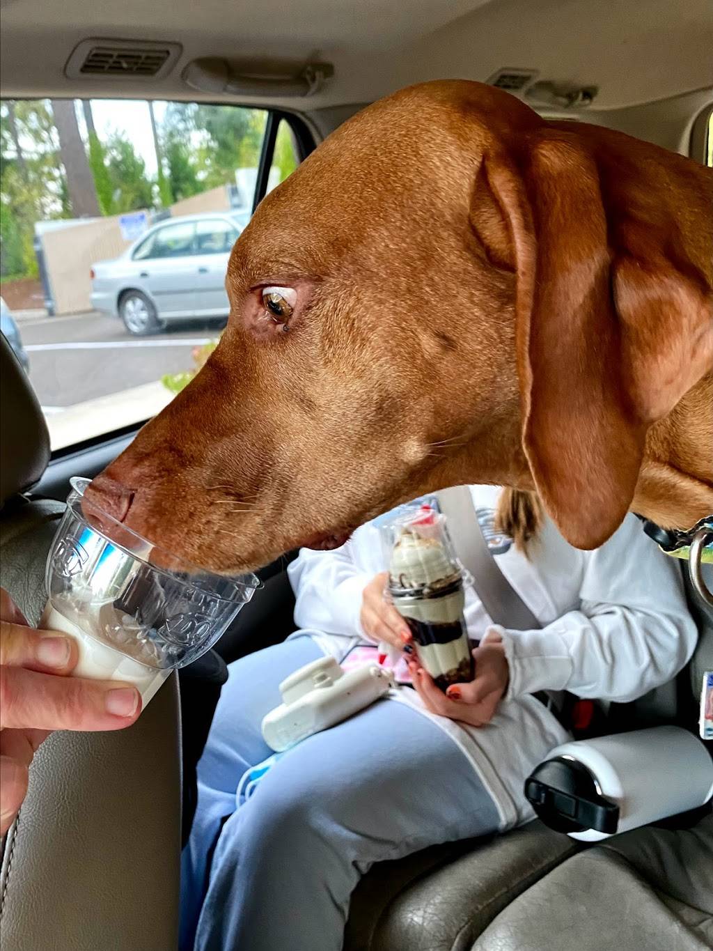 Dairy Queen Grill & Chill | restaurant | 16875 SW Pacific Hwy, King City, OR 97224, USA | 5036209851 OR +1 503-620-9851