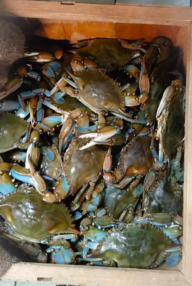 LA. Boiling Seafood Crab & Crawfish | restaurant | 1242 E Colonial Dr, Orlando, FL 32803, USA | 4078987770 OR +1 407-898-7770