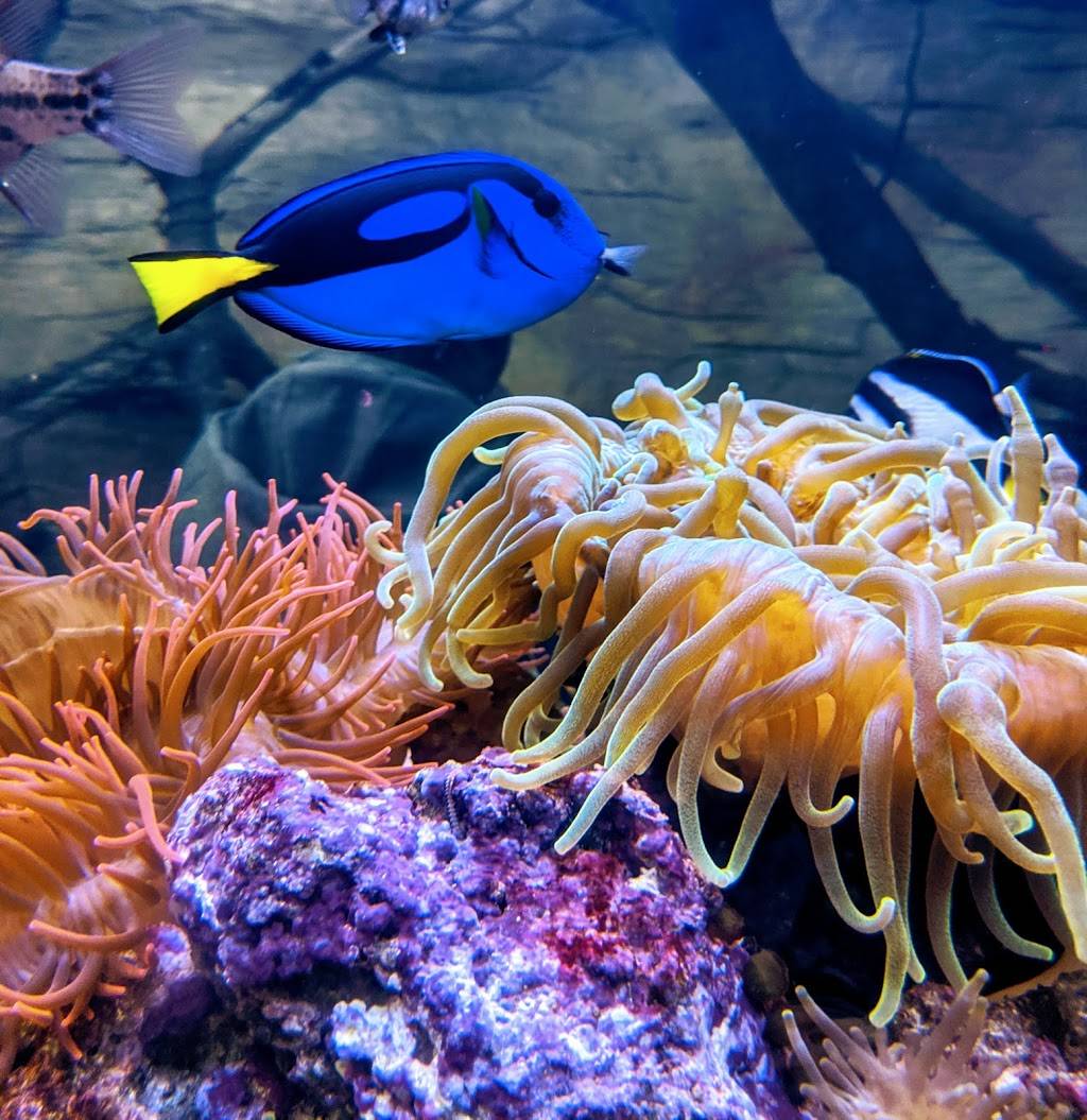 Downtown Aquarium | restaurant | 700 Water St, Denver, CO 80211, USA | 3035614450 OR +1 303-561-4450