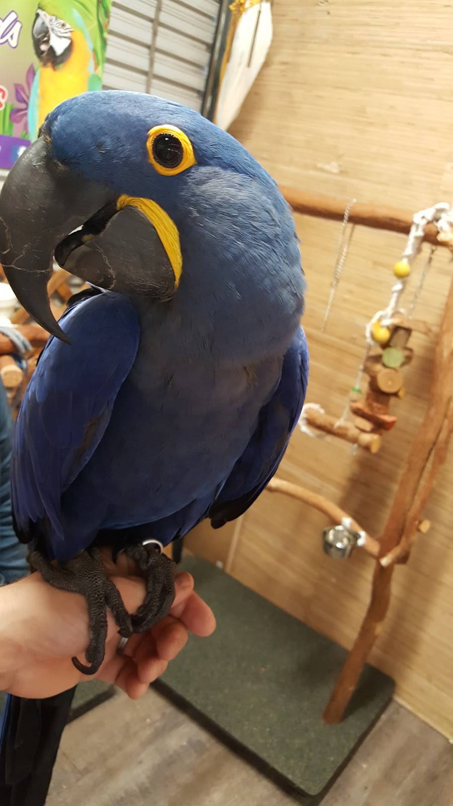 Flamingo Island Flea Market | shopping mall | 11902 Bonita Beach Rd SE, Bonita Springs, FL 34135, USA | 2399487799 OR +1 239-948-7799