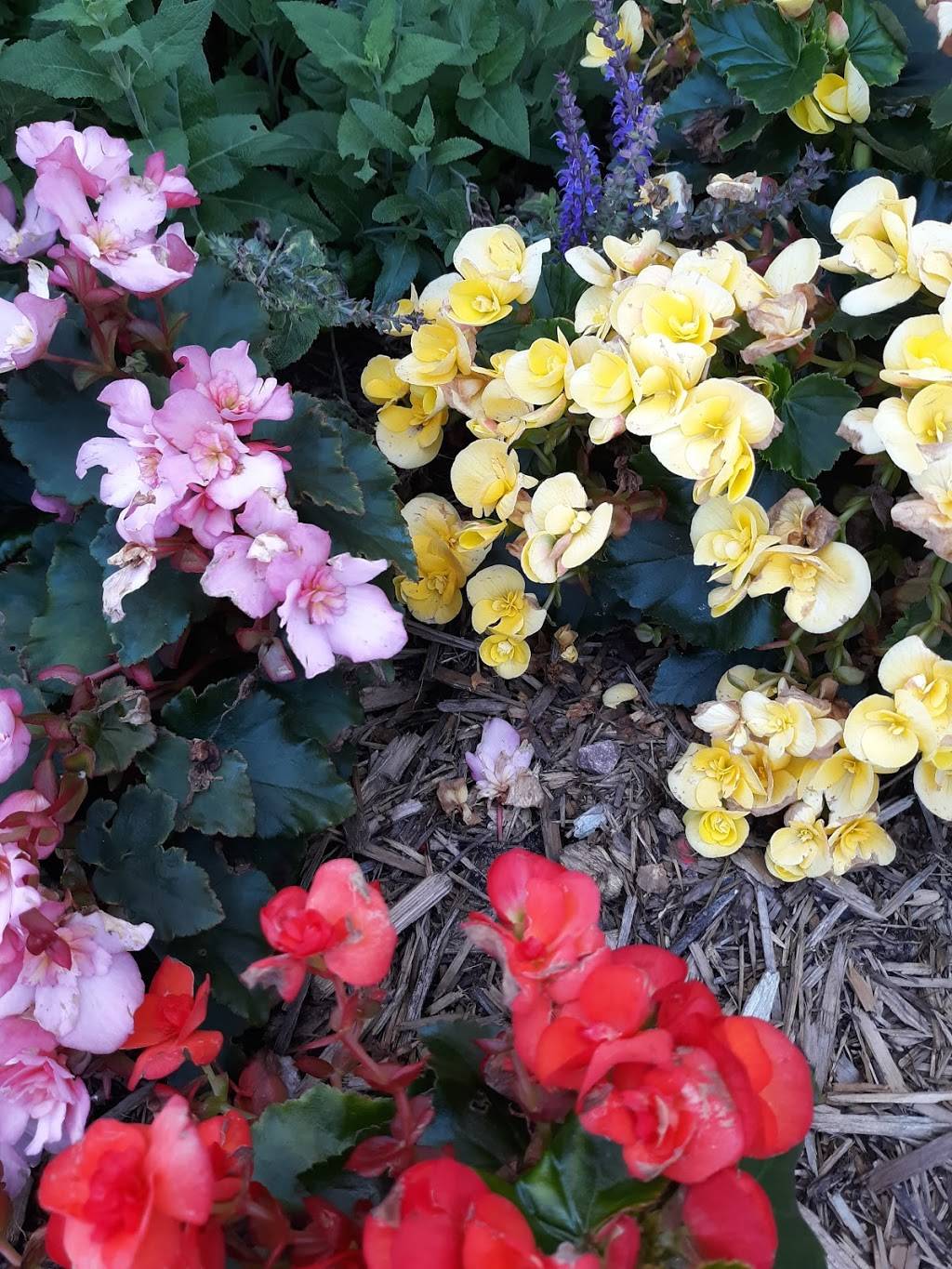 Culvers | restaurant | 1680 Commerce Dr, North Mankato, MN 56003, USA | 5073451680 OR +1 507-345-1680