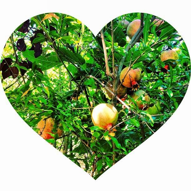 Open Source Organics | restaurant | 7107 Sunset Blvd, Los Angeles, CA 90046, USA | 3238062072 OR +1 323-806-2072