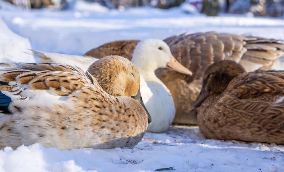 Hartland Hollow Modern Homestead | restaurant | 54 Walnut Hill Rd, East Hartland, CT 06027, USA | 8604139189 OR +1 860-413-9189