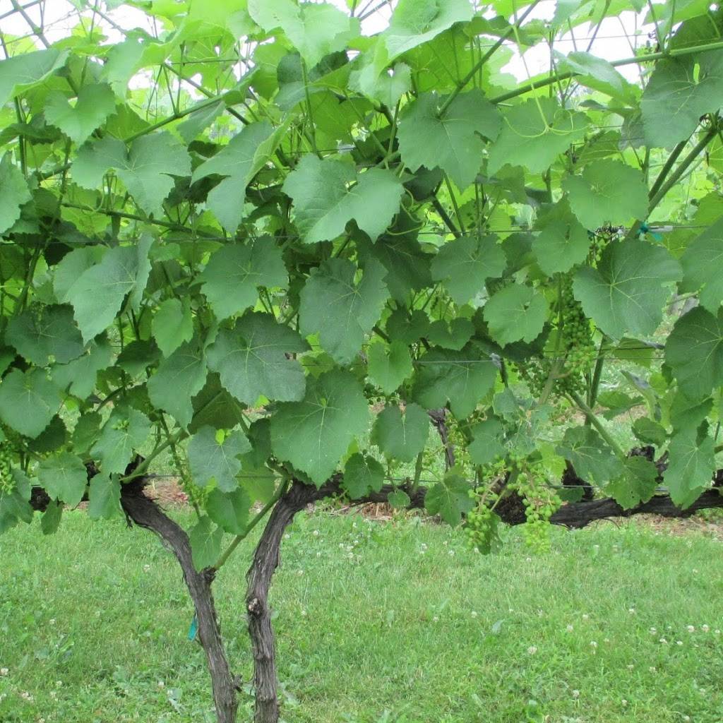 Five Sons Winery and RG Brewery | restaurant | 1360 W Sweden Rd, Brockport, NY 14420, USA | 5853913569 OR +1 585-391-3569