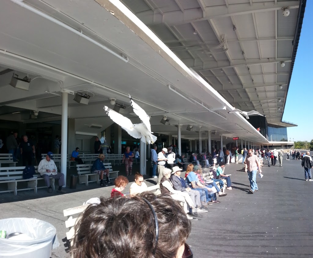 Derby Lane St Petersburg | restaurant | 10490 Gandy Blvd N, St. Petersburg, FL 33702, USA | 7278123339 OR +1 727-812-3339