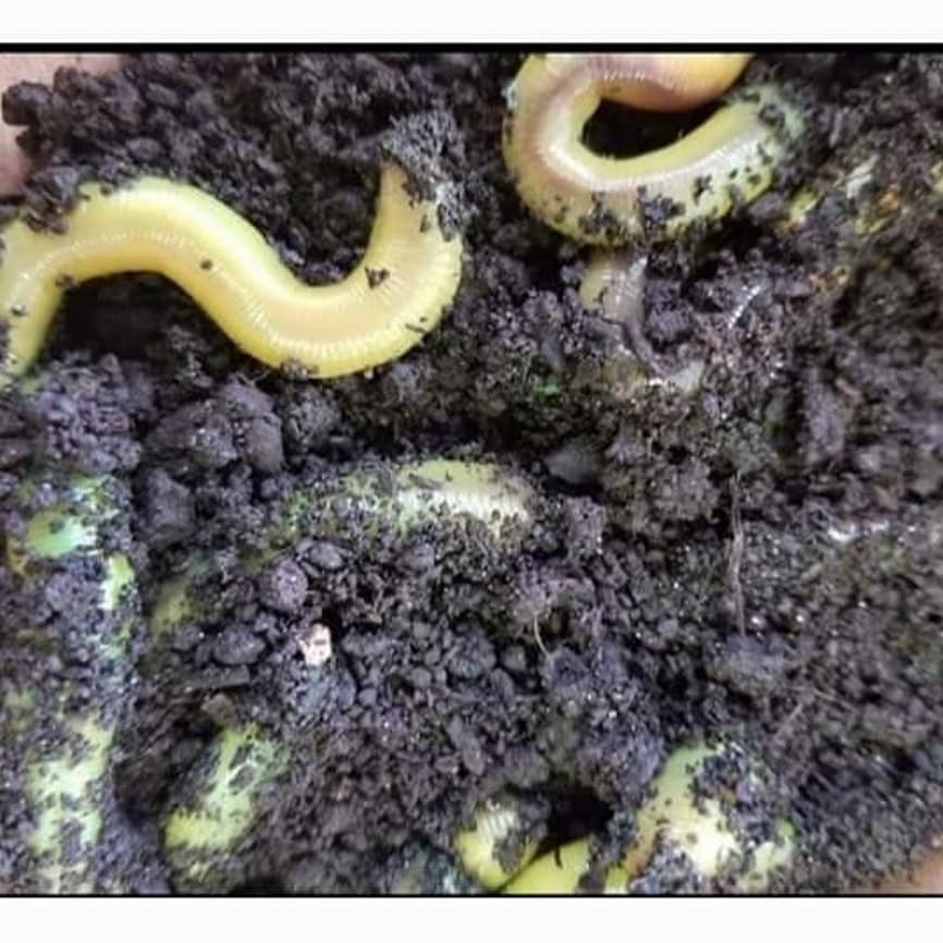 Bait Beer & Biscuits | restaurant | 3603 Awalt Rd, Tullahoma, TN 37388, USA | 9314097185 OR +1 931-409-7185