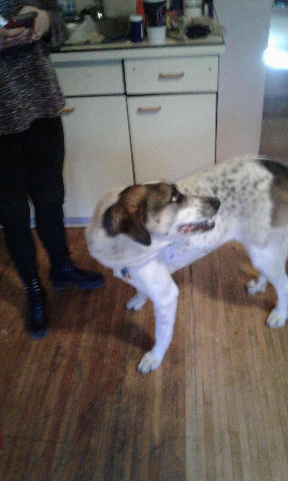 Cherry Blossom Chinese Restaurant | meal delivery | 2700 Colorado Blvd, Idaho Springs, CO 80452, USA | 3035671166 OR +1 303-567-1166