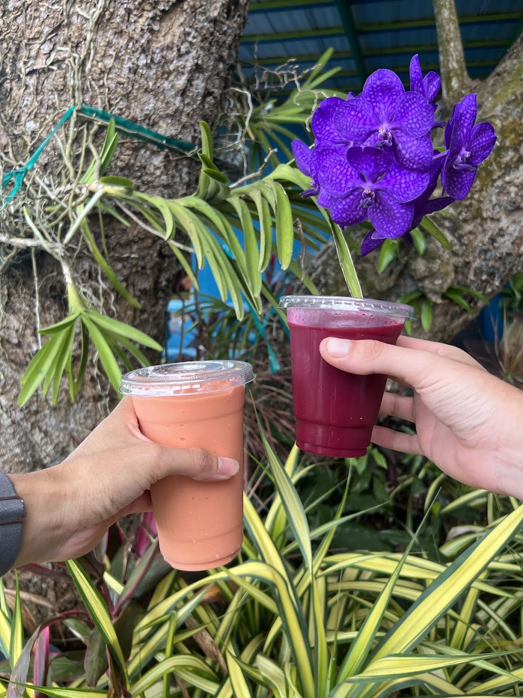 Juice Brews | restaurant | 29220 SW 177th Ave, Homestead, FL 33030, USA | 3056107848 OR +1 305-610-7848