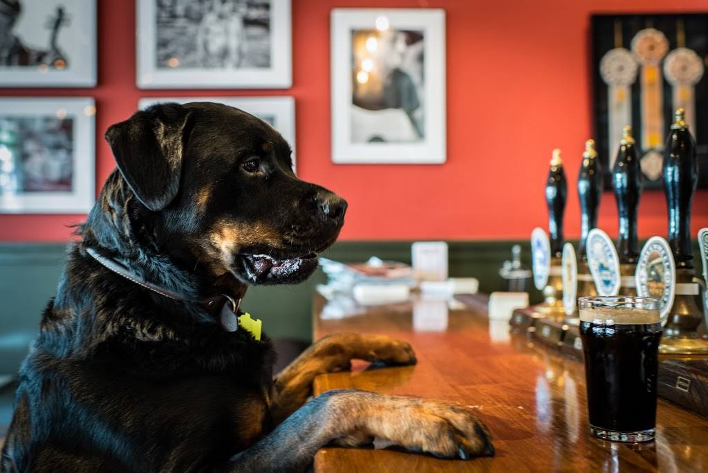 Freewheel Brewing Company | restaurant | 3736 Florence St, Redwood City, CA 94063, USA | 6503652337 OR +1 650-365-2337