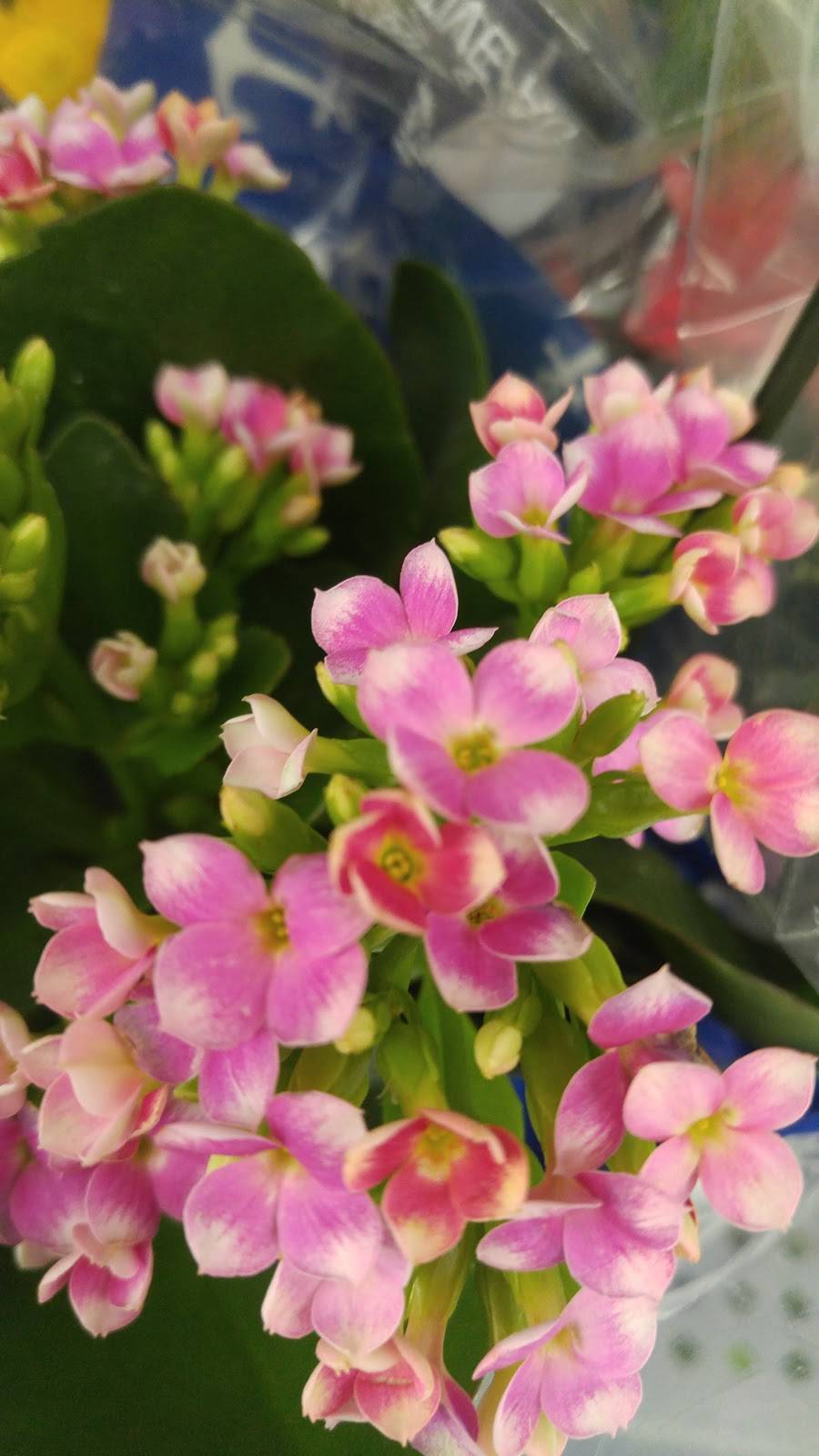 McDonalds | cafe | 5950 Rue Martineau, Saint-Hyacinthe, QC J2S 8B1, Canada | 4507967972 OR +1 450-796-7972