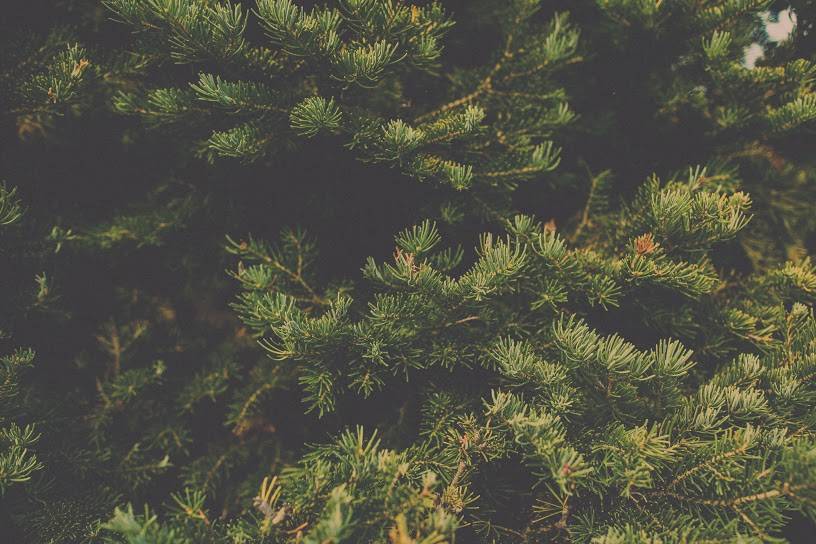 Seattle Cider Company | restaurant | 4660 Ohio Ave S, Seattle, WA 98134, USA | 2067620490 OR +1 206-762-0490