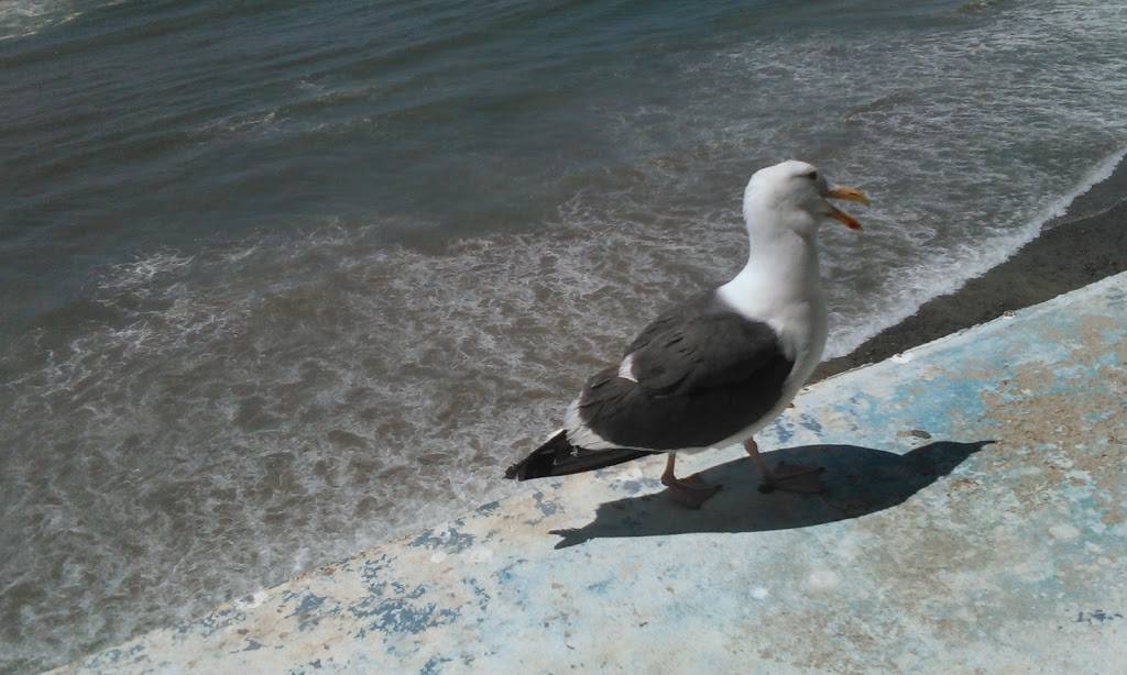 Siete Mares | restaurant | Paseo del Mar, El Paraíso, Puerto Nuevo, B.C., Mexico | 016616140486 OR +52 661 614 0486