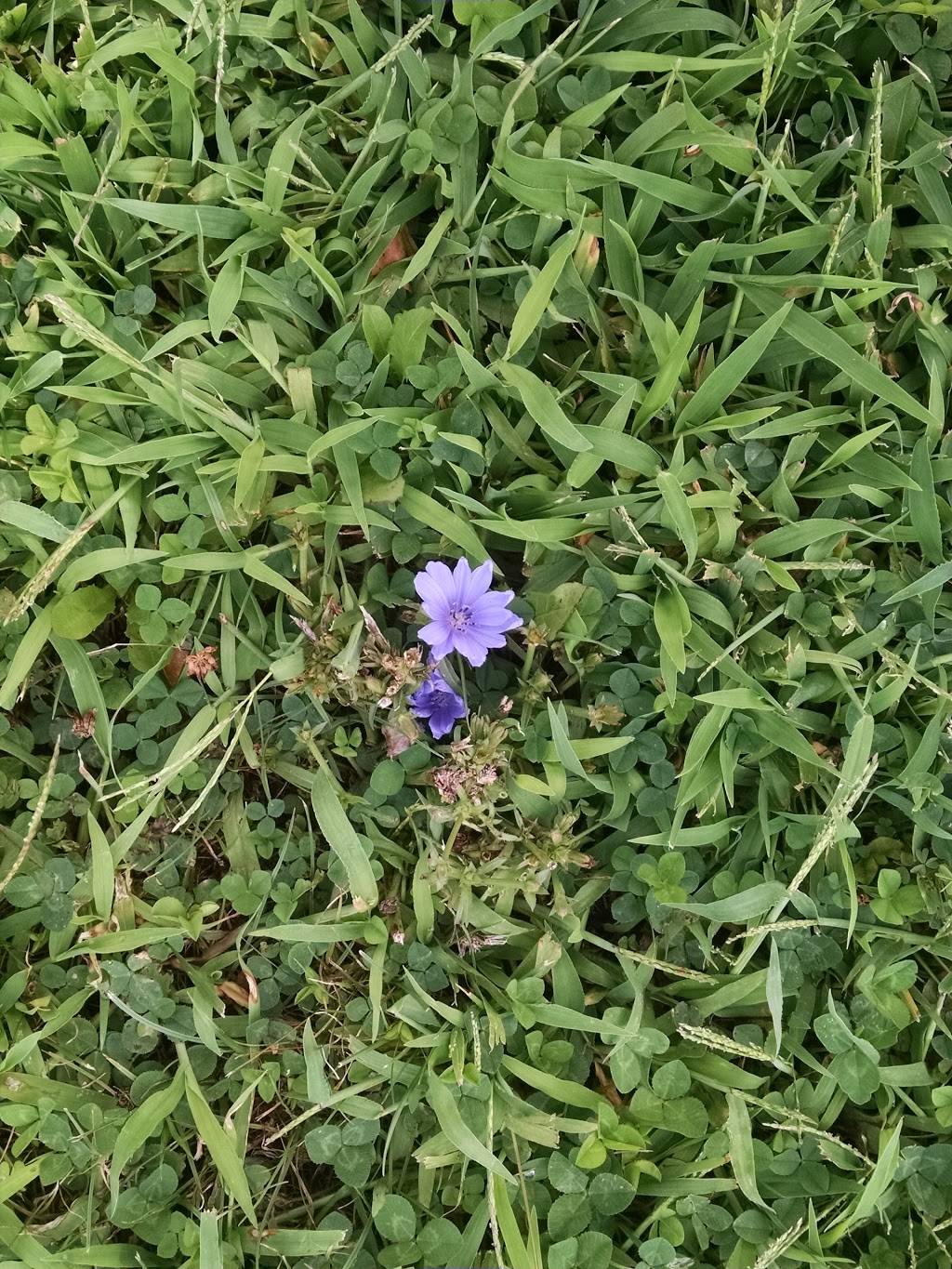 Gold Star Chili | restaurant | 2195 Winemiller Ln, Batavia, OH 45103, USA | 5137359660 OR +1 513-735-9660