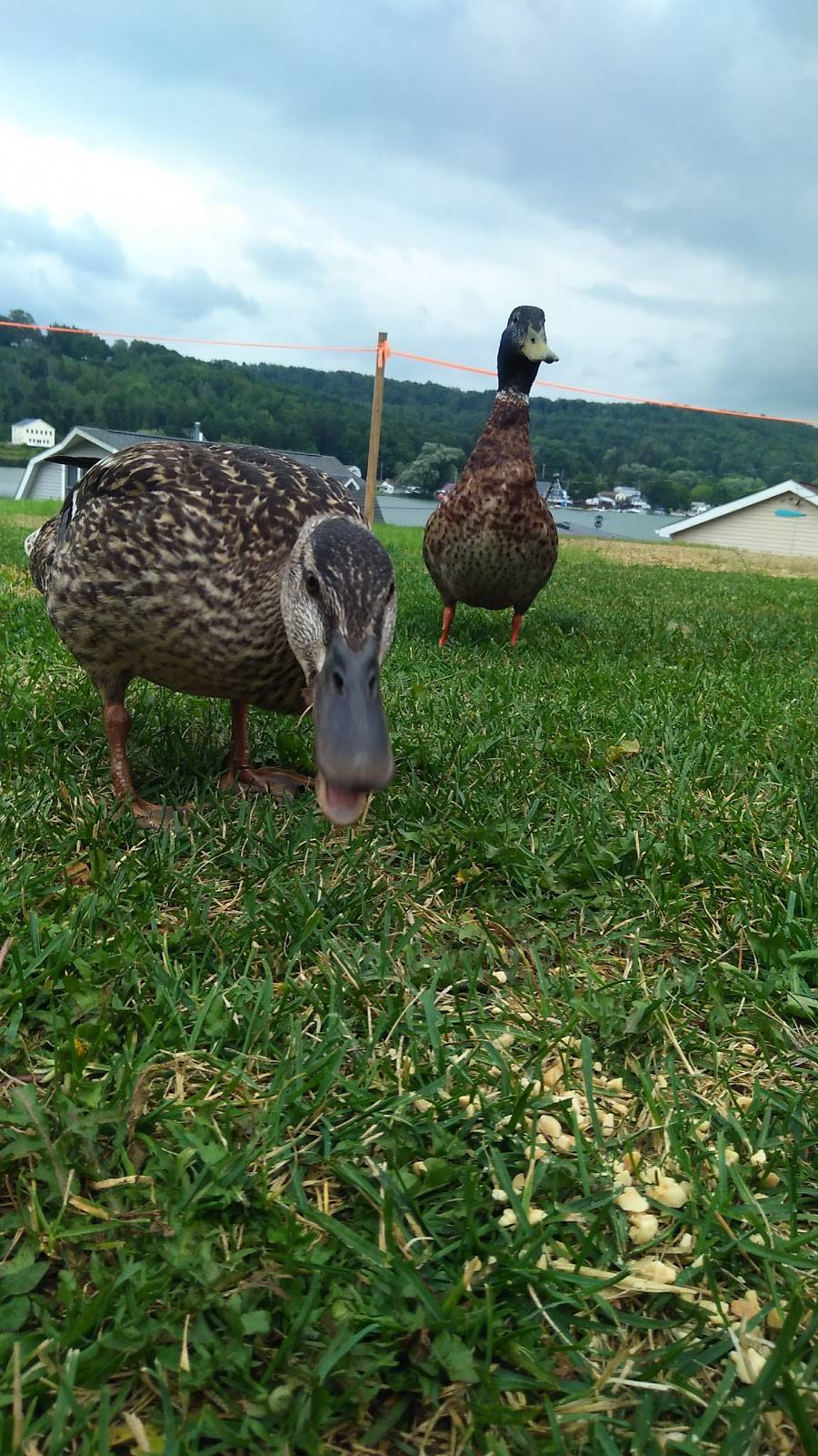 Lime Lake Snack Bar | restaurant | 3197 Elton Rd, Delevan, NY 14042, USA | 7163534800 OR +1 716-353-4800