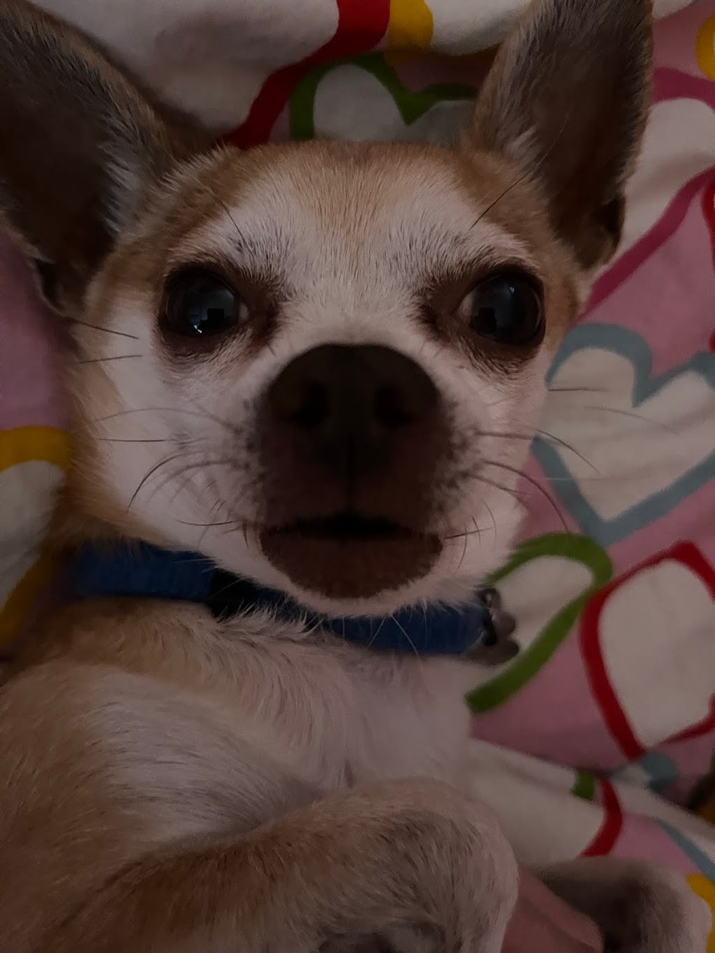 The Dog Factory | restaurant | 74 Morrisey Ave, Avenel, NJ 07001, USA | 9495213124 OR +1 949-521-3124