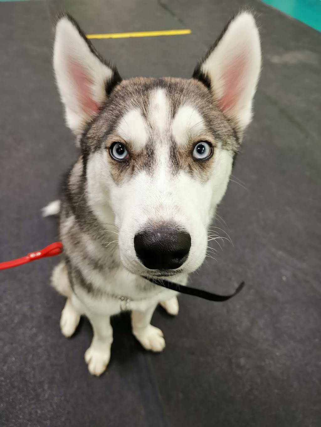 CaptainK9 | restaurant | 2115 Midland Ave Unit 9, Scarborough, ON M1P 3E4, Canada | 4162936686 OR +1 416-293-6686