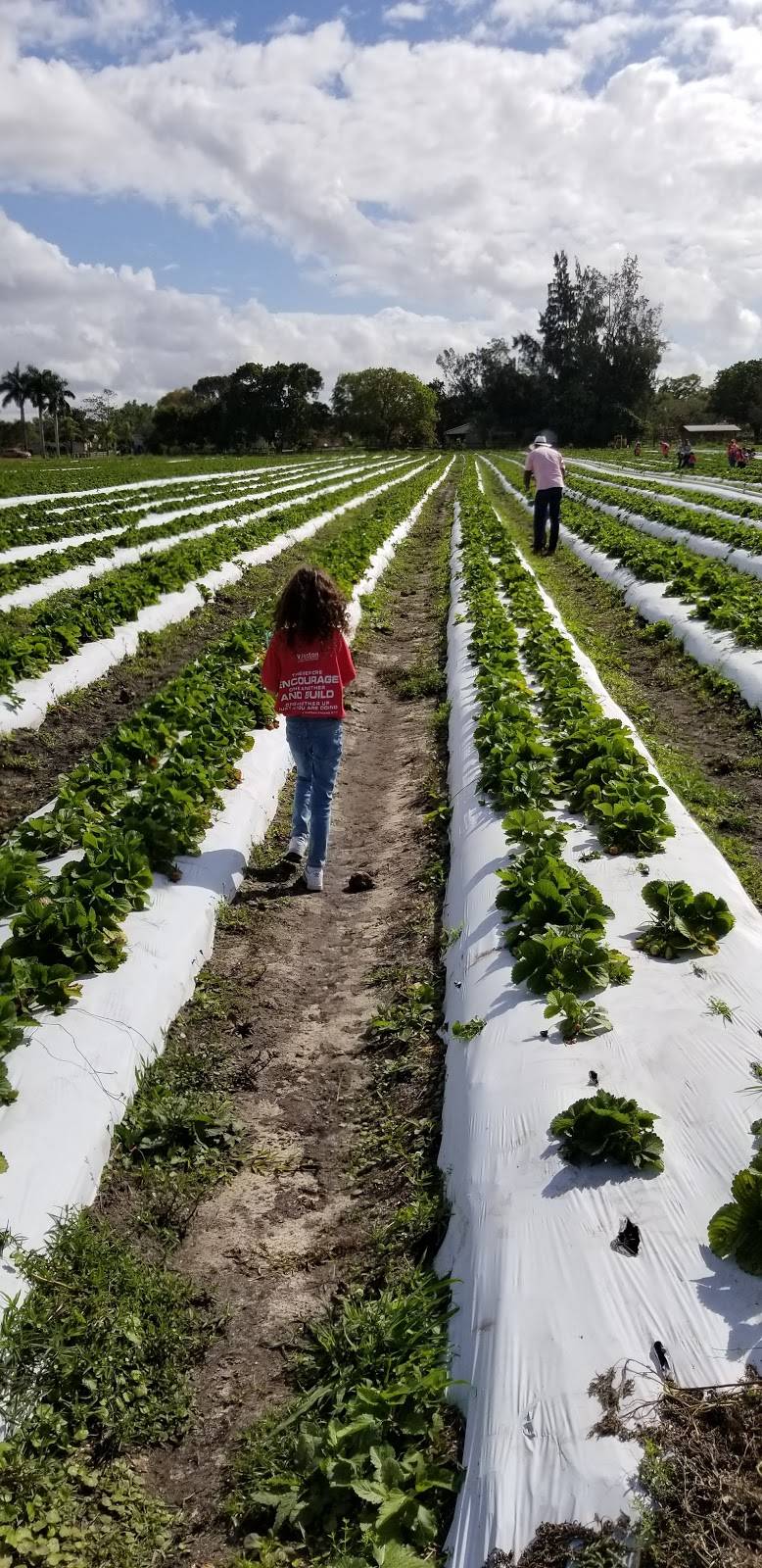 Family farms inc.U-Pick |  | 14950 SW 14th St, Davie, FL 33326, USA | 9548042850 OR +1 954-804-2850