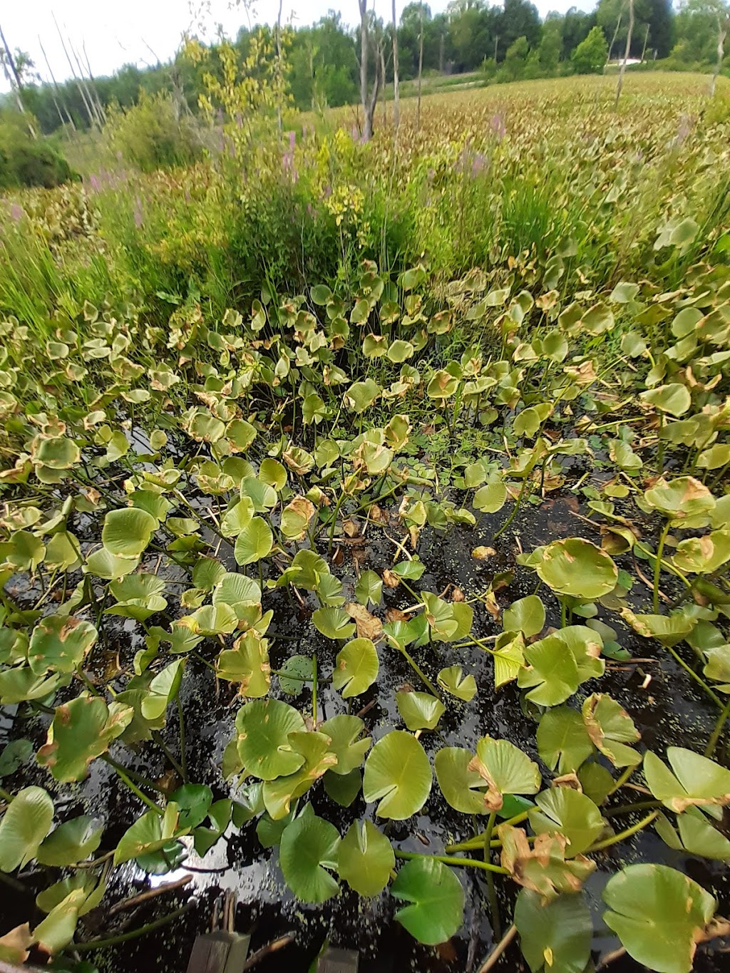 Vine Valley Foods | restaurant | 1450 N Portage Path, Akron, OH 44313, USA | 3308656777 OR +1 330-865-6777