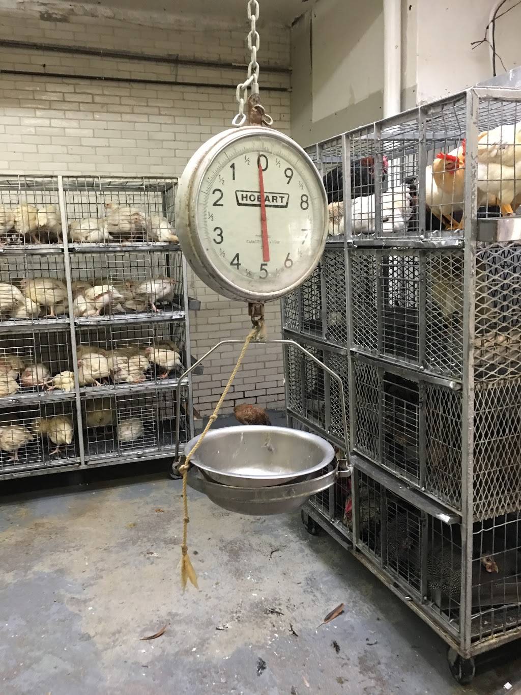 Astoria Live Chicken & Meat Market | restaurant | 3137 20th Ave, Astoria, NY 11105, USA | 7187777249 OR +1 718-777-7249