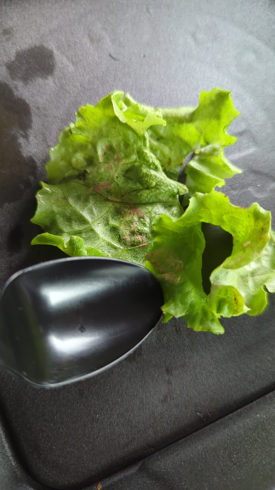 Chicken Salad Chick | restaurant | 1050 FM306 Suite 110, New Braunfels, TX 78132, USA | 8302270270 OR +1 830-227-0270