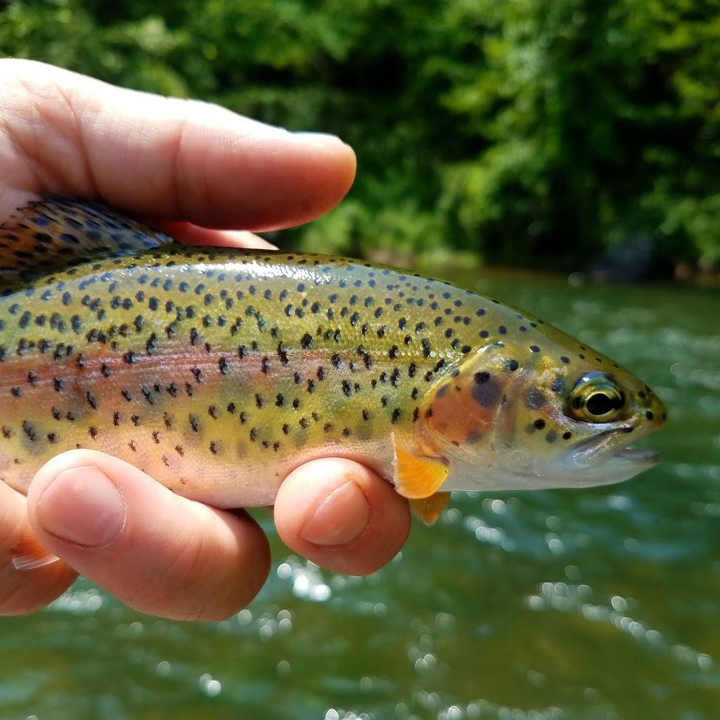 Chetola Orvis Endorsed Fly Fishing Guide Service | restaurant | 185 Chetola Lake Dr, Blowing Rock, NC 28605, USA | 8287504198 OR +1 828-750-4198