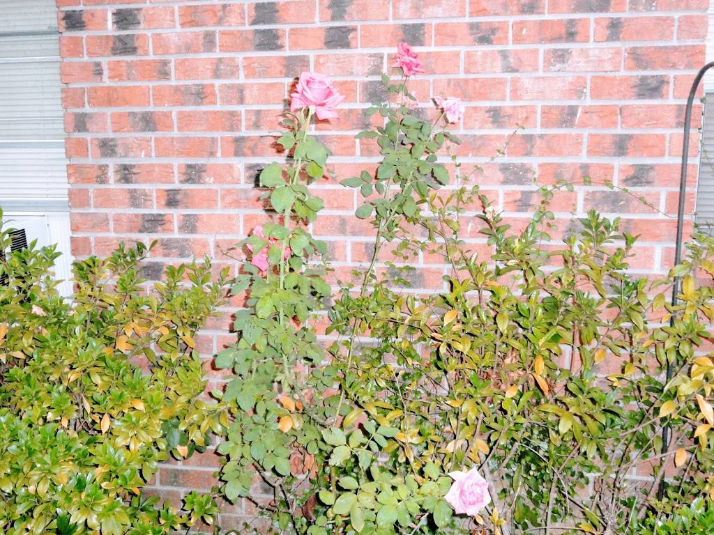 Donut Hole | bakery | 421 W Airline Hwy, Laplace, LA 70068, USA | 9856514001 OR +1 985-651-4001