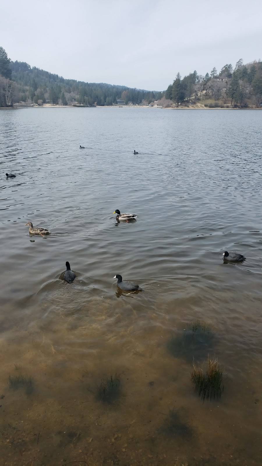 Subway | restaurant | 23991 Lake Dr, Crestline, CA 92325, USA | 9093385551 OR +1 909-338-5551