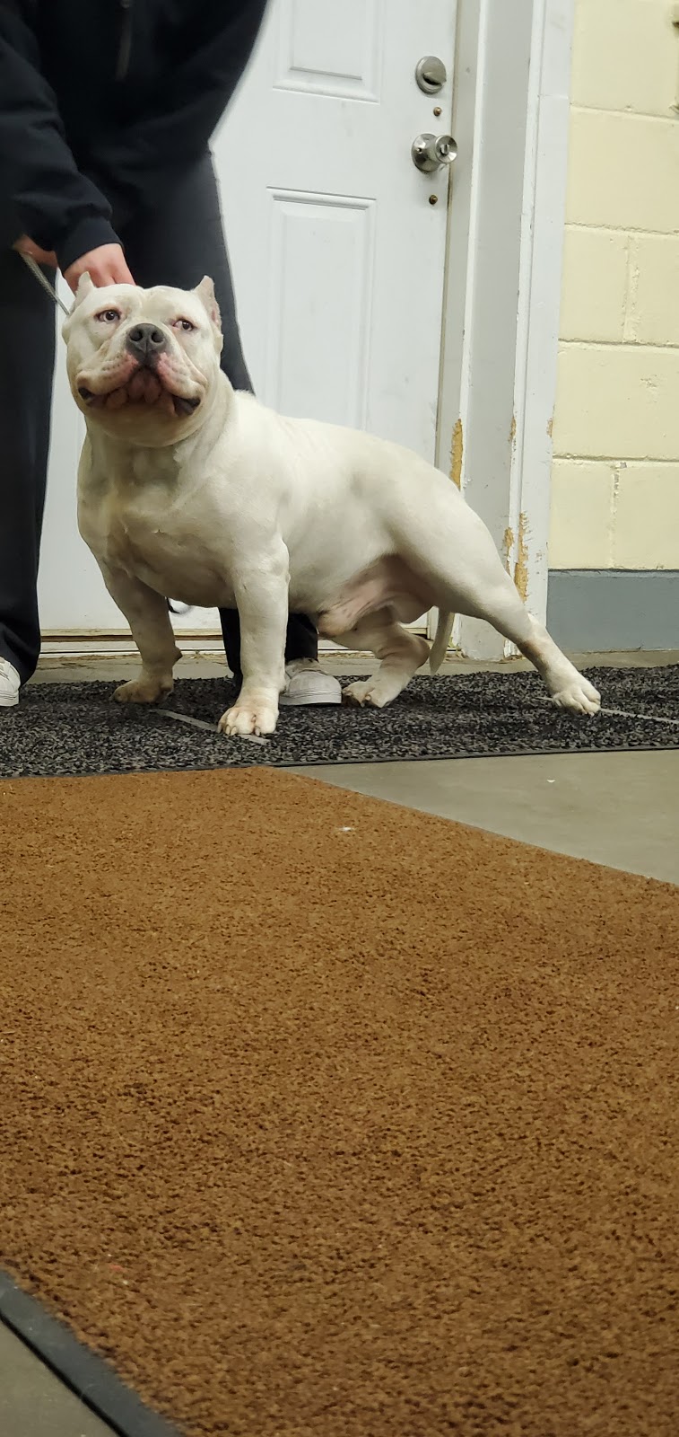 Talk of the Town Bullies | restaurant | 1925 16th St, Moline, IL 61265, USA | 3093732851 OR +1 309-373-2851