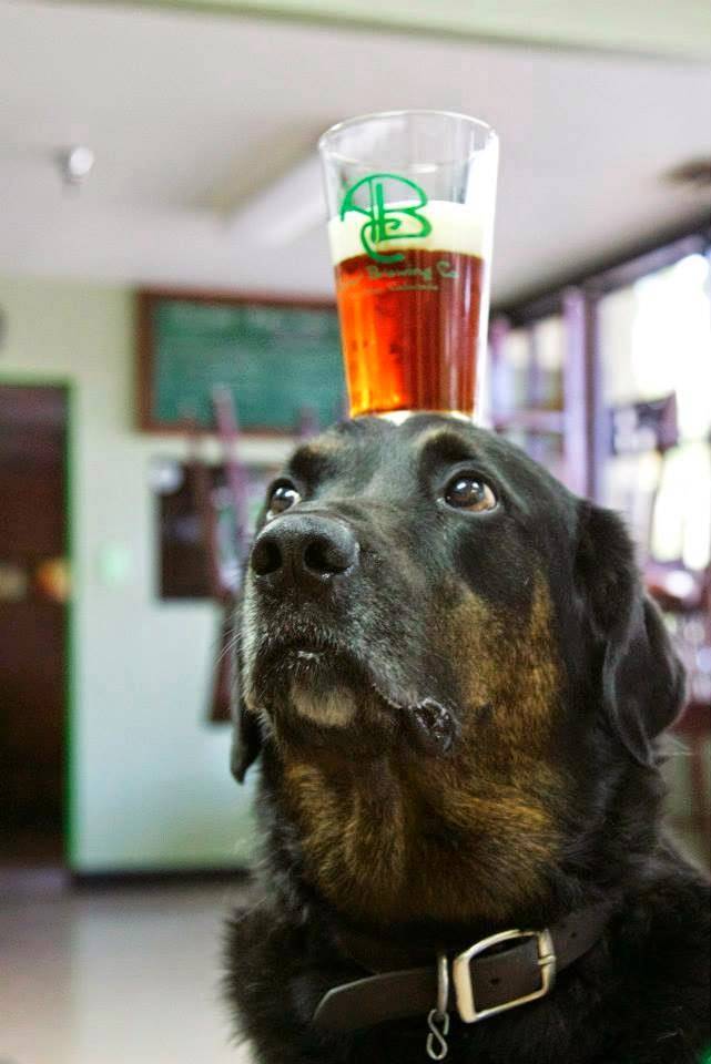 Asher Brewing Company | restaurant | 4699 Nautilus Ct S #104, Boulder, CO 80301, USA | 3035301381 OR +1 303-530-1381