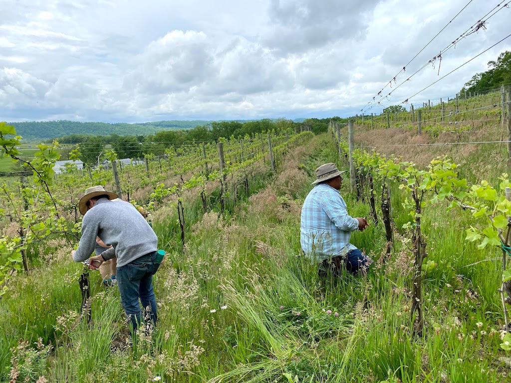 Bella Terra Vineyards | restaurant | 121 Sunny Ln, Hunker, PA 15639, USA | 7246353658 OR +1 724-635-3658