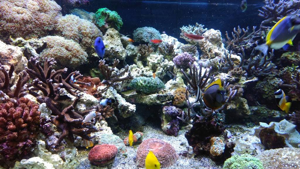 Da Cajun Shak | restaurant | 6249 E 21st St N, Wichita, KS 67208, USA | 3162601486 OR +1 316-260-1486