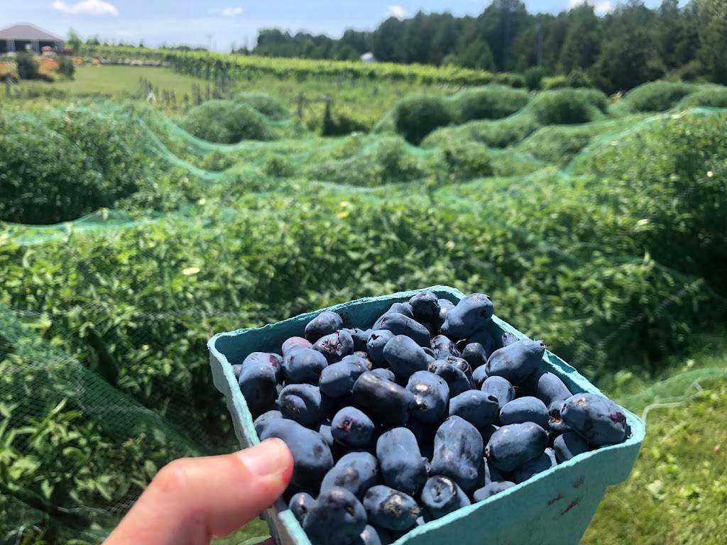 Gabriel Farms & Winery | restaurant | 2800 E Mitchell Rd, Petoskey, MI 49770, USA | 2318383664 OR +1 231-838-3664