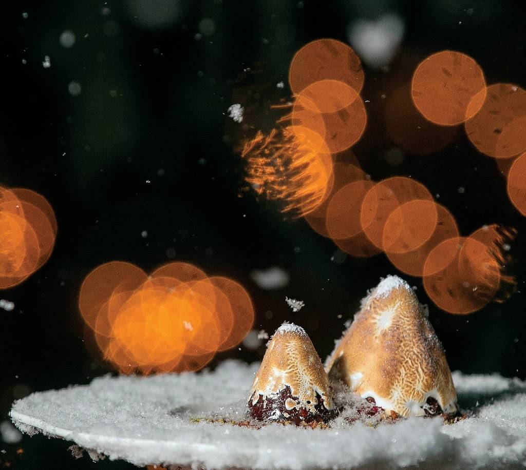 Splendido At The Chateau | restaurant | 17 Chateau Ln, Beaver Creek, CO 81620, USA | 9708458808 OR +1 970-845-8808