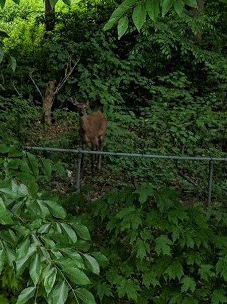 Bayview Golf and Country Club | restaurant | 25 Fairway Heights Dr, Thornhill, ON L3T 3X1, Canada | 9058894833 OR +1 905-889-4833