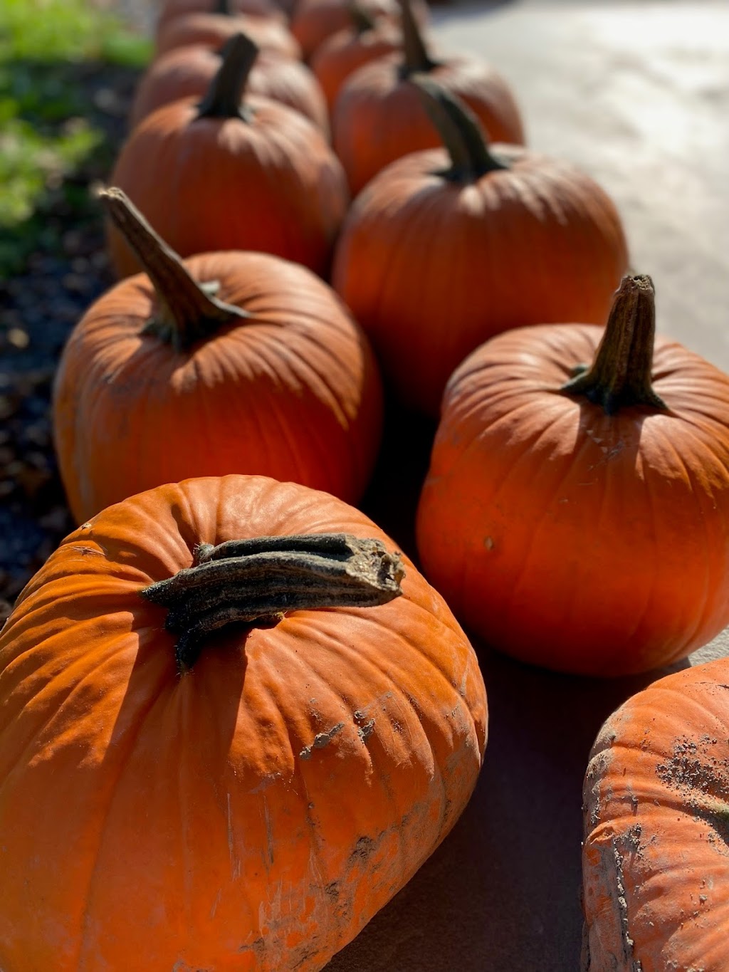 Slow Fox Farm Brewery | meal takeaway | 41 Lake Dr, Rhinebeck, NY 12572, USA | 8452660086 OR +1 845-266-0086