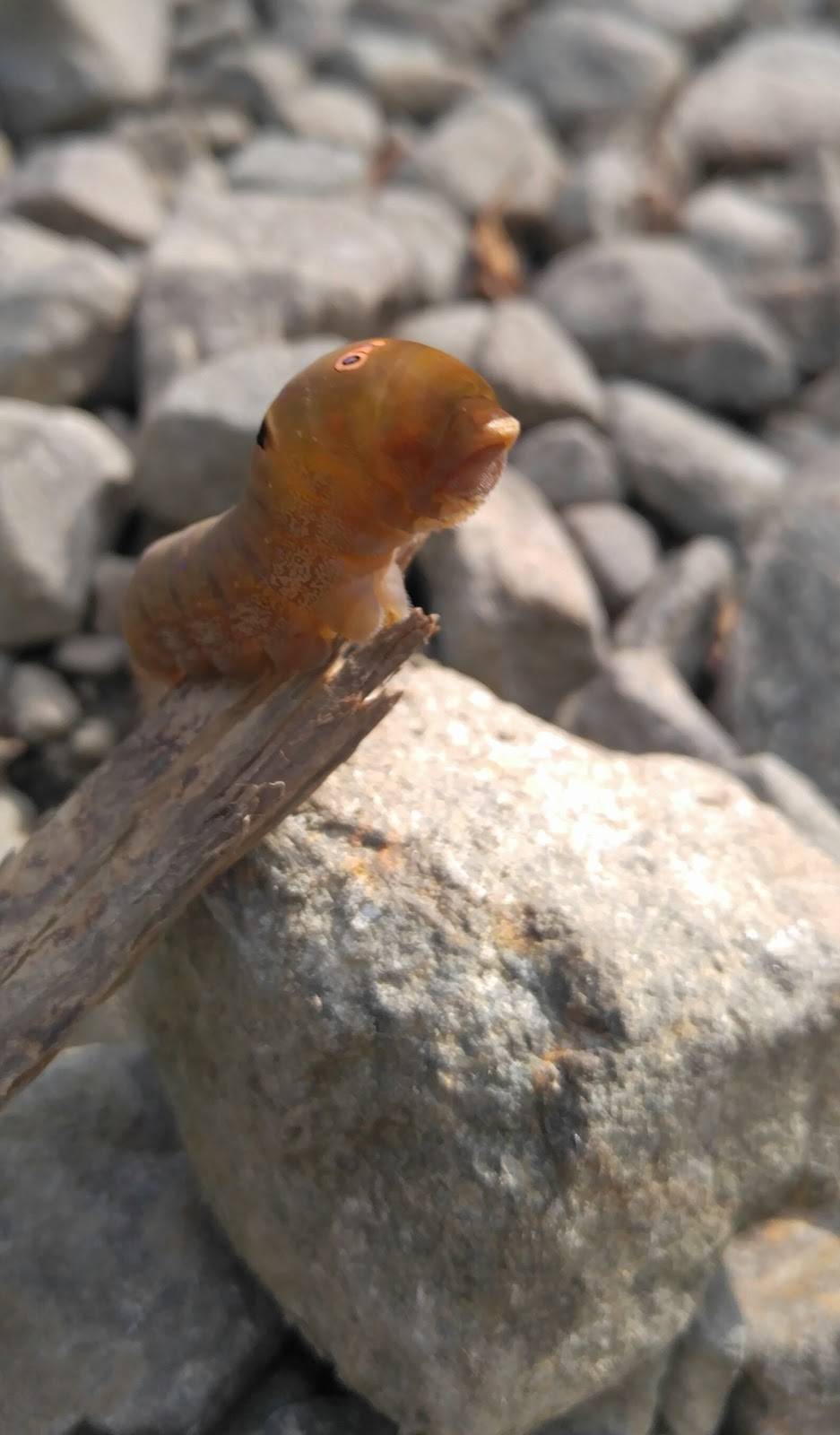 Avalanche Delite | restaurant | 1404 1st St, Enumclaw, WA 98022, USA | 3608252900 OR +1 360-825-2900