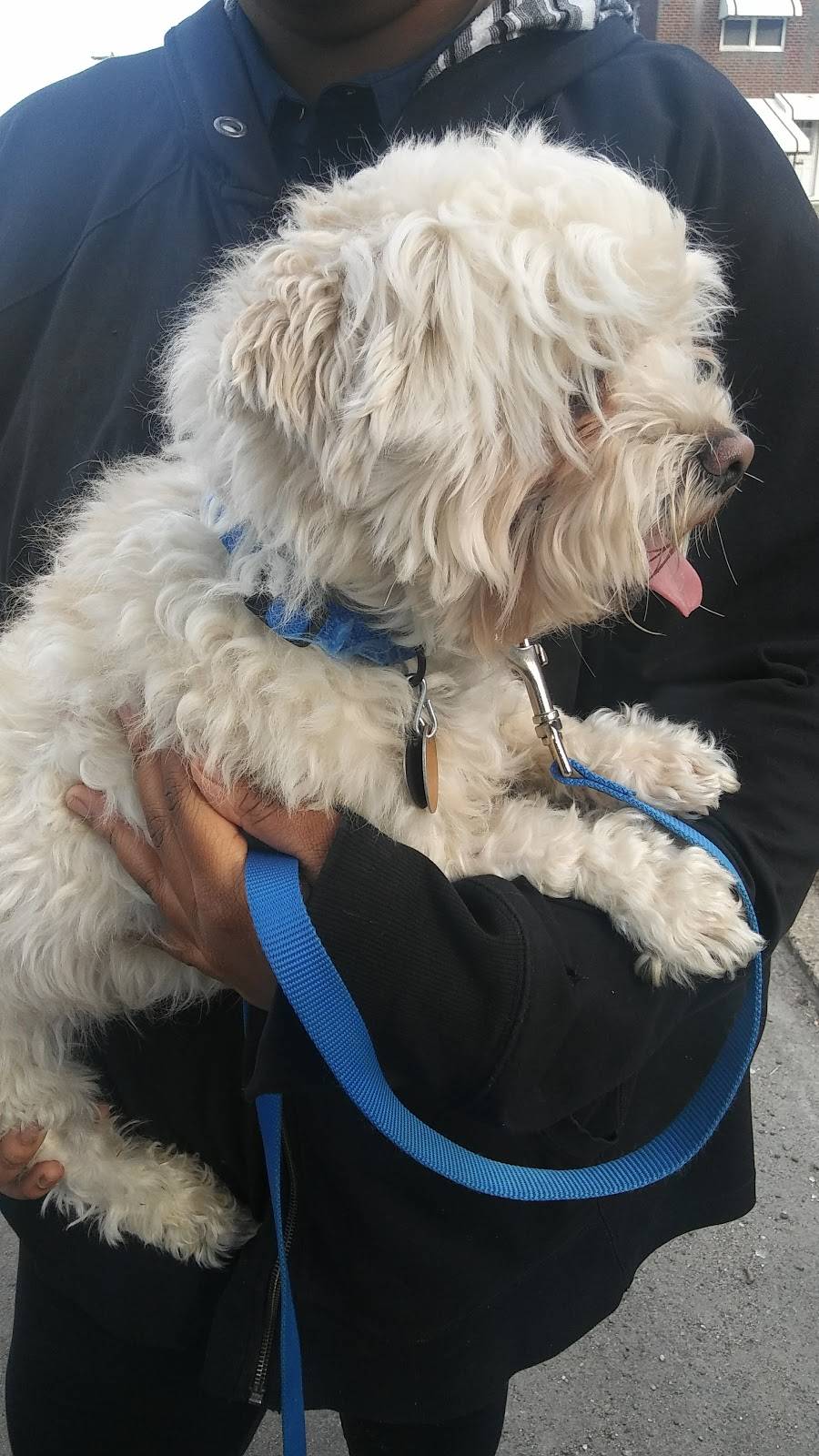 The Original Sunrise Pizza Inc. | restaurant | 2701 Levick St, Philadelphia, PA 19149, USA | 2153330456 OR +1 215-333-0456