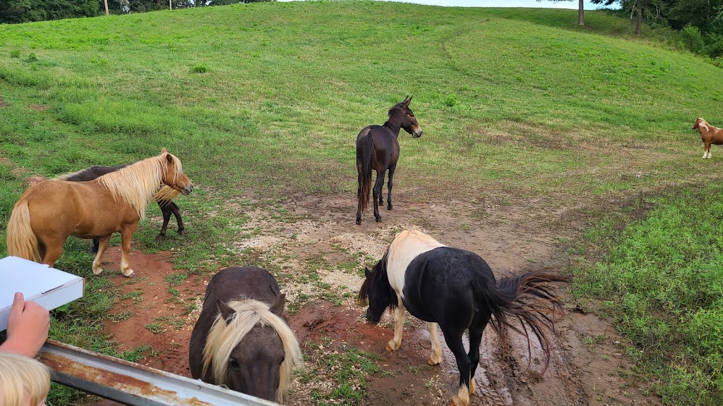 Camp Trapezium | restaurant | 140 Union Hill Rd, Amherst, VA 24521, USA | 8044778703 OR +1 804-477-8703