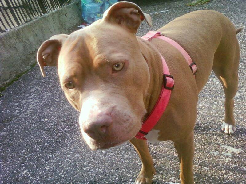 No. 1 | restaurant | 694 E 187th St, Bronx, NY 10458, USA | 7189334420 OR +1 718-933-4420