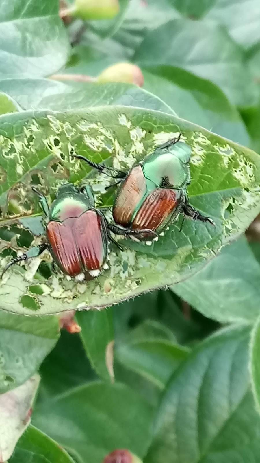 Cantine Les Bessons | restaurant | 2725 Boulevard Lemire, Drummondville, QC J2B 7C3, Canada | 8194776695 OR +1 819-477-6695