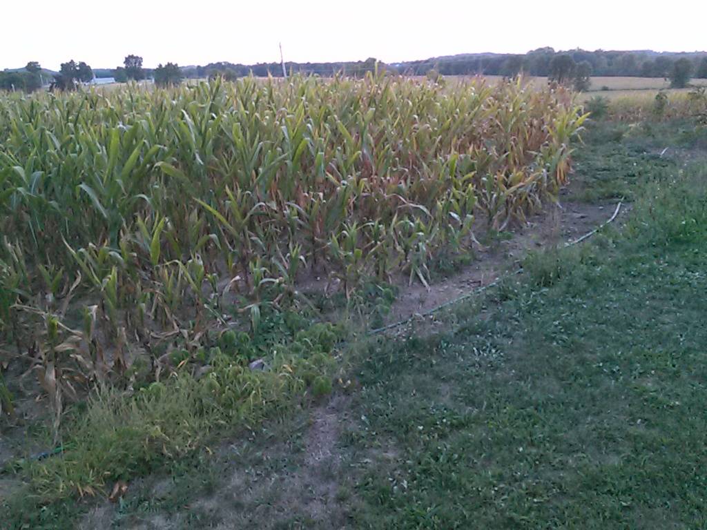 Happy Days Drive In | restaurant | 3022 NY-370, Meridian, NY 13113, USA | 3156262943 OR +1 315-626-2943