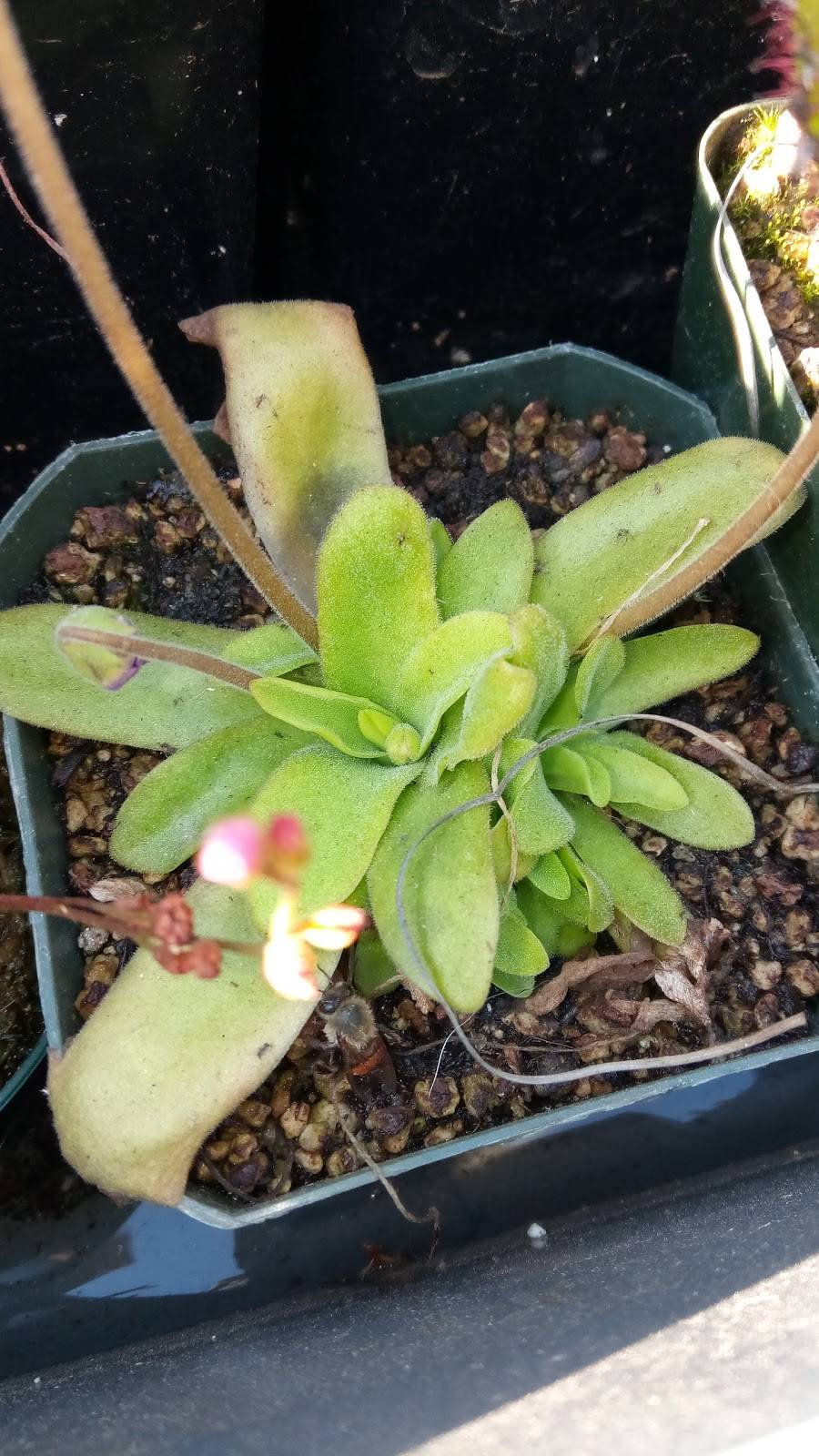 Jack in the Box | restaurant | 7503 E Slauson Ave, Commerce, CA 90040, USA | 3238902945 OR +1 323-890-2945