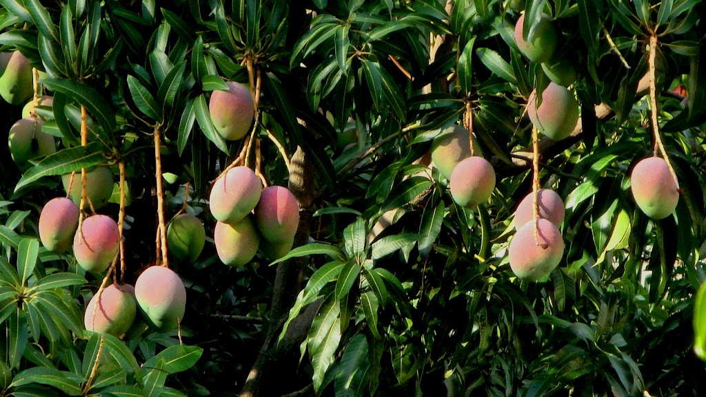 Mangoycositas | restaurant | 9 SE 15th St, Deerfield Beach, FL 33441, USA | 7543028077 OR +1 754-302-8077